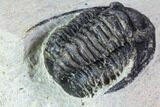Bargain, Cornuproetus Trilobite Fossil - Morocco #106033-5